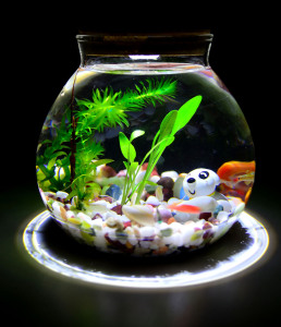 碳元素的克星,碳元素的意义和用途演讲稿