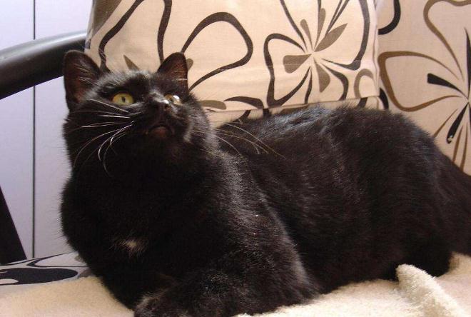 最容易被抛弃的猫是哪种土猫,品种猫和普通家猫一样可爱漂亮吗