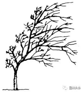 树木倾斜哪个部门处理,树木东倒西歪怎么办