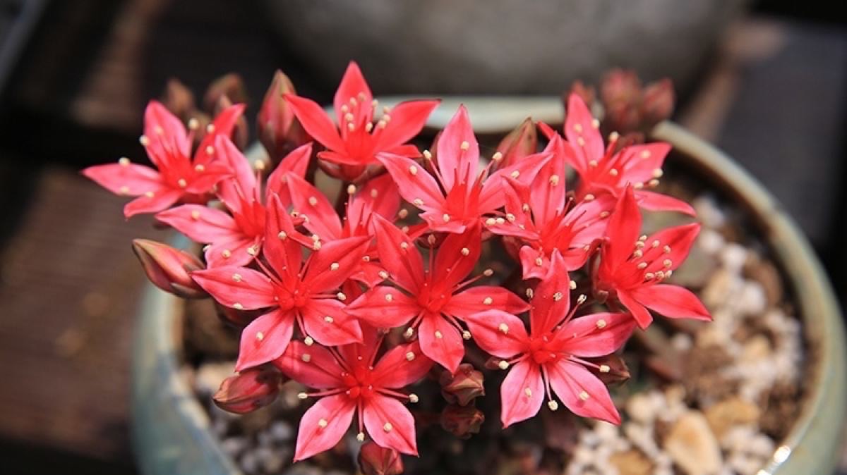 多肉法师开花需要剪掉吗,单头小多肉开花了怎么剪掉