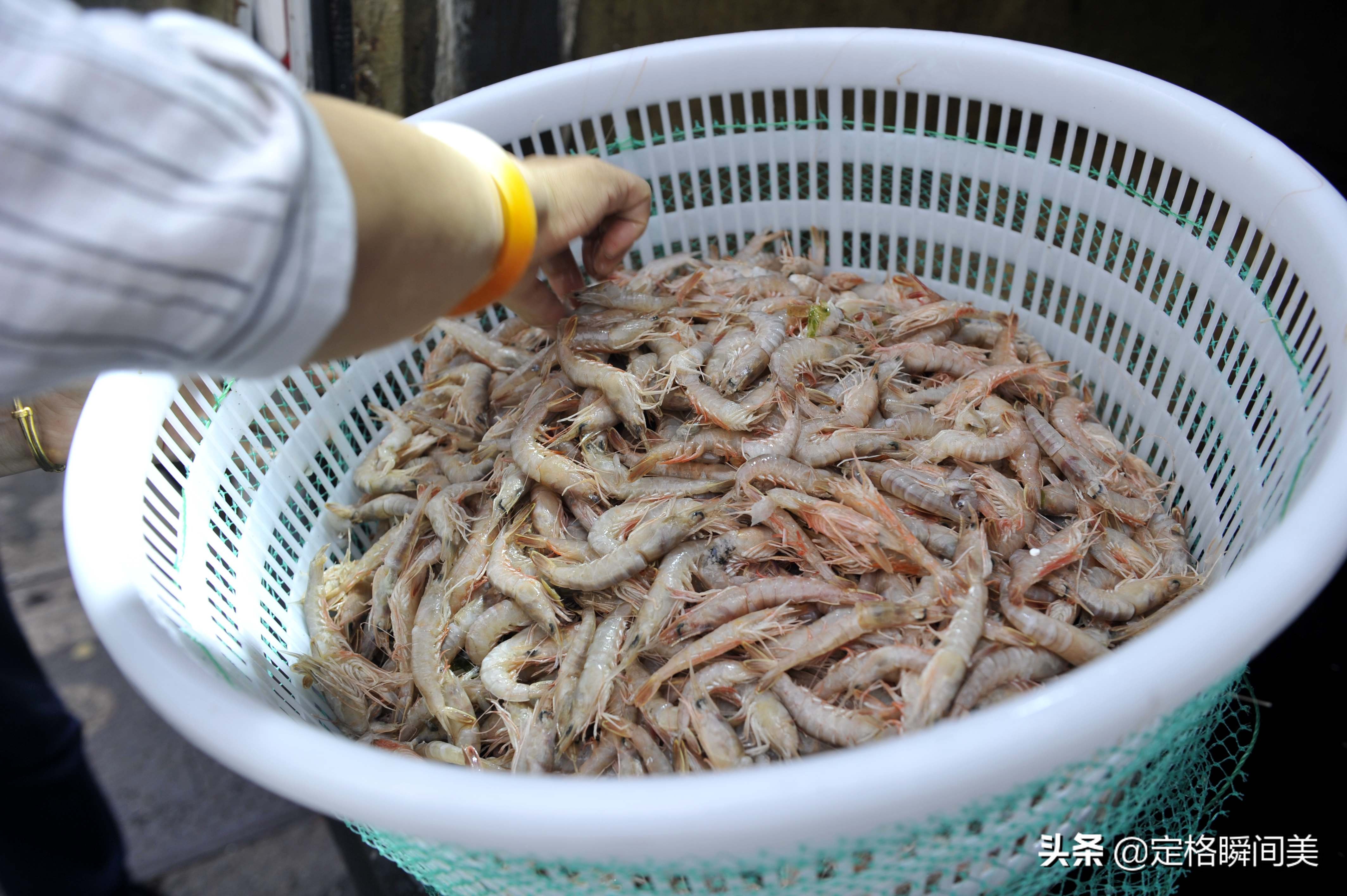 青岛开海新鲜大虾,开海时大虾便宜吗