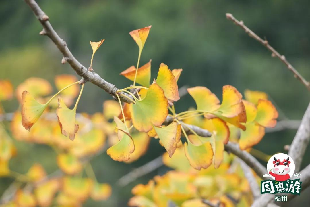 福州一日游最佳去处免费凉快,福州一日游最佳方案旅游攻略