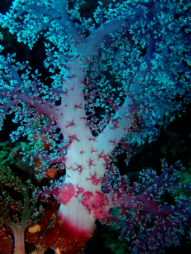 海洋原始生物全集视频,自然界中的软体珊瑚