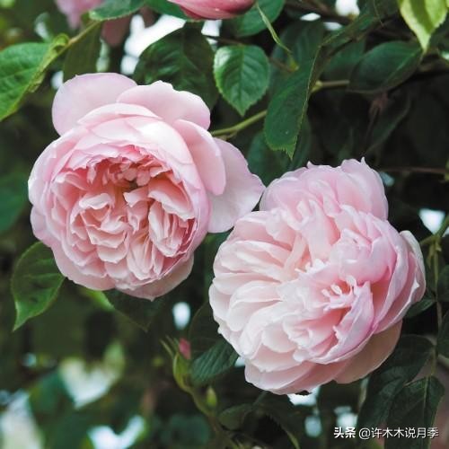 月季常见4种病,月季黑杆病怎么处理