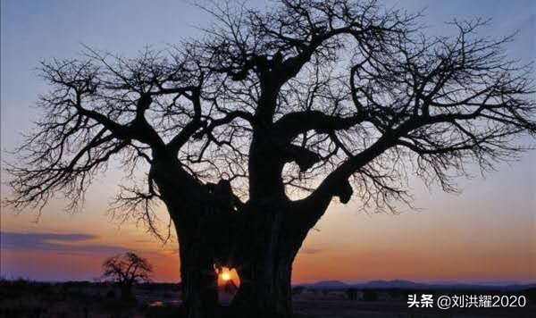 惊恐肯尼亚！马赛马拉，不去就遗憾，去了呢？__刘洪耀东非连载36