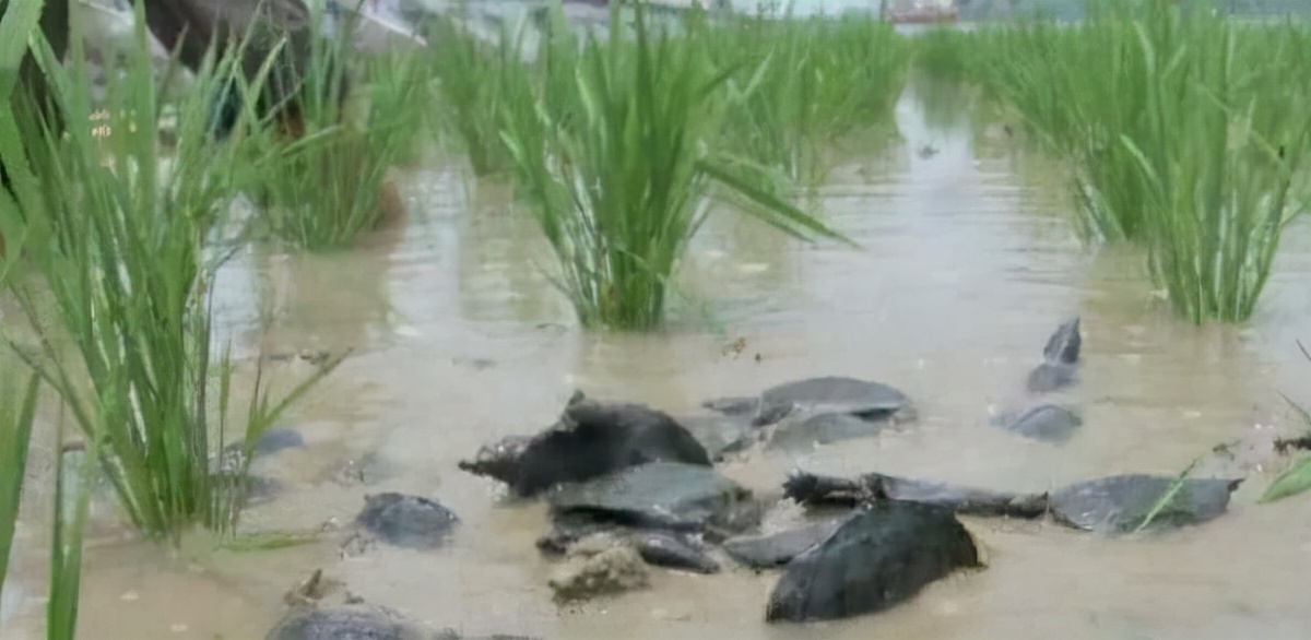 浙江大爷赚钱副业,浙江稻鳖养殖