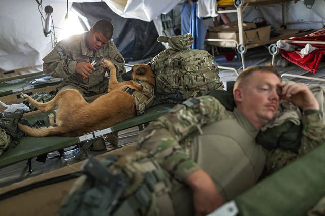 60个脑洞大开的真实照片，安装钛钢牙的军犬，拿破仑私人用的手枪