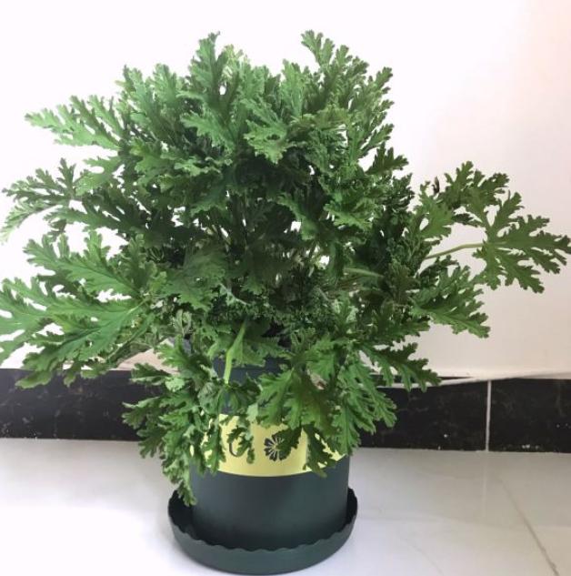 家里养什么植物驱蚊还美观,家里十种驱蚊植物哪种最好