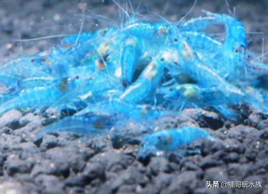 观赏虾的养殖方法图解,养观赏虾的正确方法和注意事项