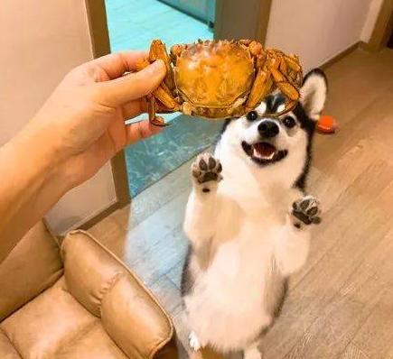 当你养了柯基时,等于拥有了挖掘基、战斗基、老司基等8只基