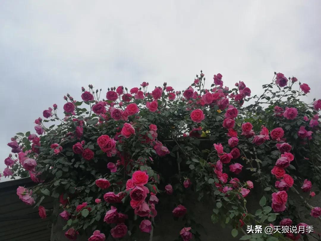 月季花是时候展现真正的技术了 (开春的第一波月季花就这么过去了)