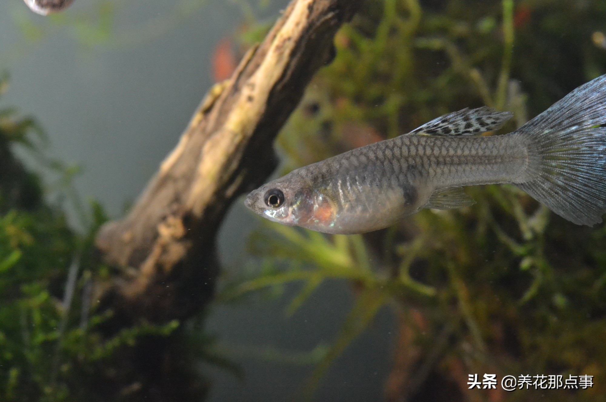 热带鱼生态鱼缸,热带鱼生态鱼缸养殖必备条件