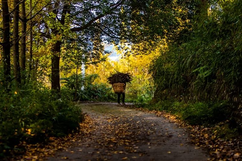 金黄色警报,黄色警报镜头