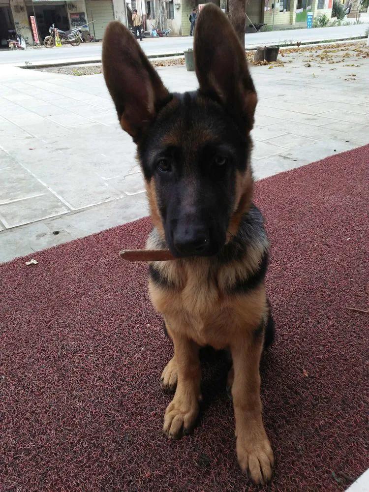 温柔的中亚牧羊犬,温柔的黑犬