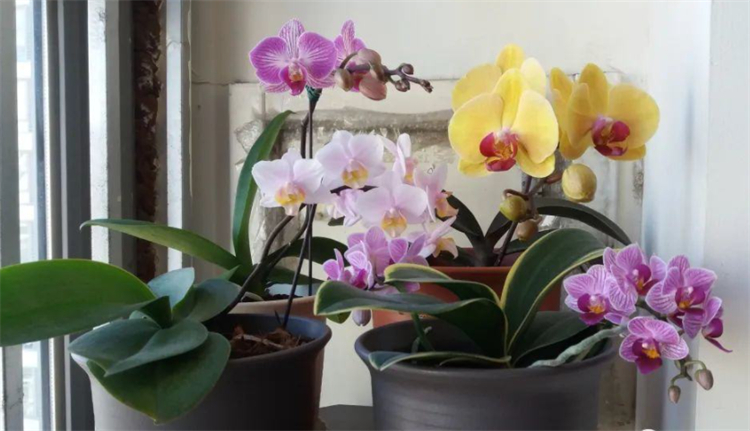 蝴蝶兰怎么养才能更旺盛一点,蝴蝶兰好养吗新手