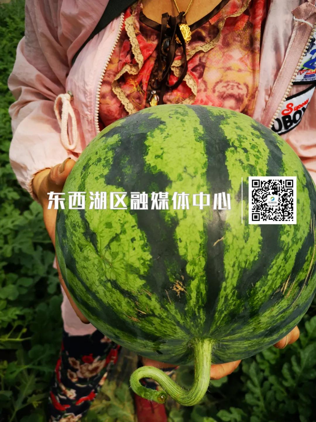 为“临”带货|我吃了,种草了!红透透的西瓜你值得拥有!