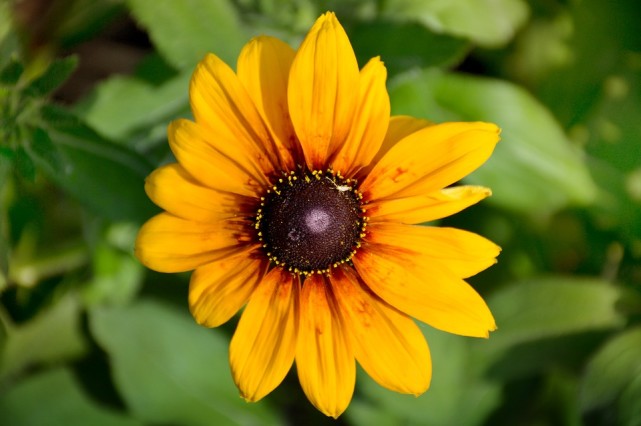 十二星座花心程度排行表金牛,十二星座复合指南白羊金牛