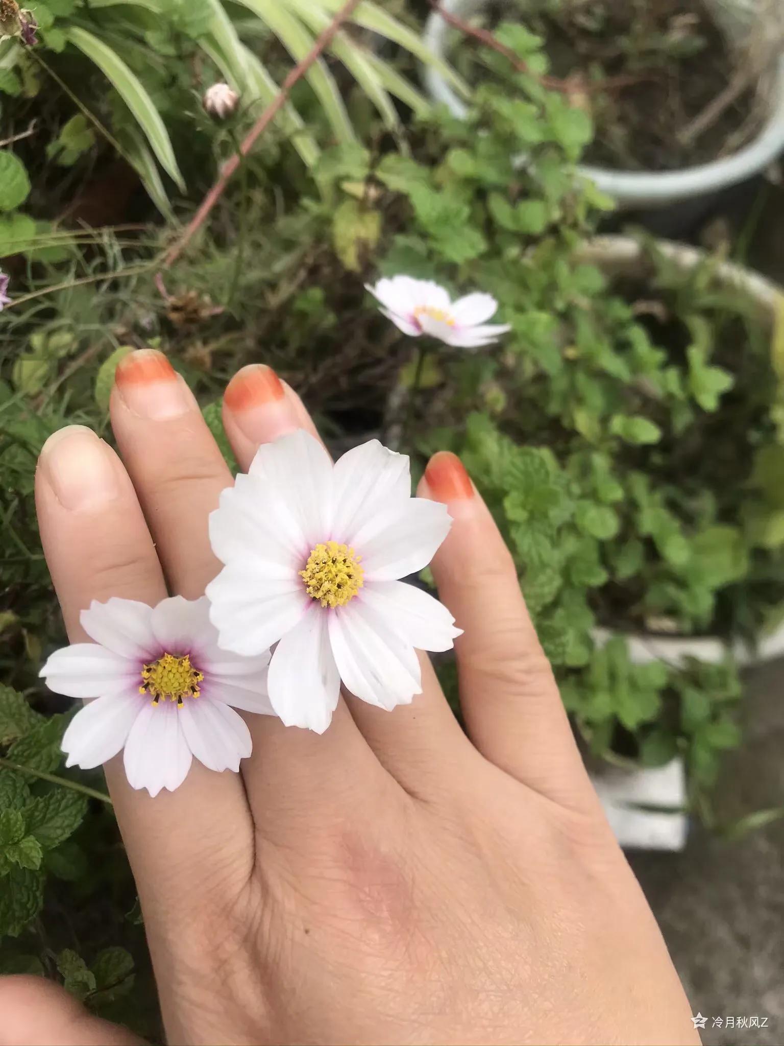 最美的戒指背景图,最美的戒指