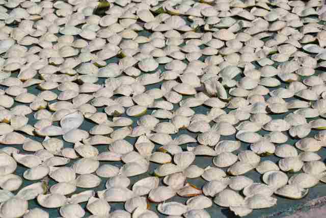 新会陈皮产业链总产值145亿元,新会陈皮年产值多少