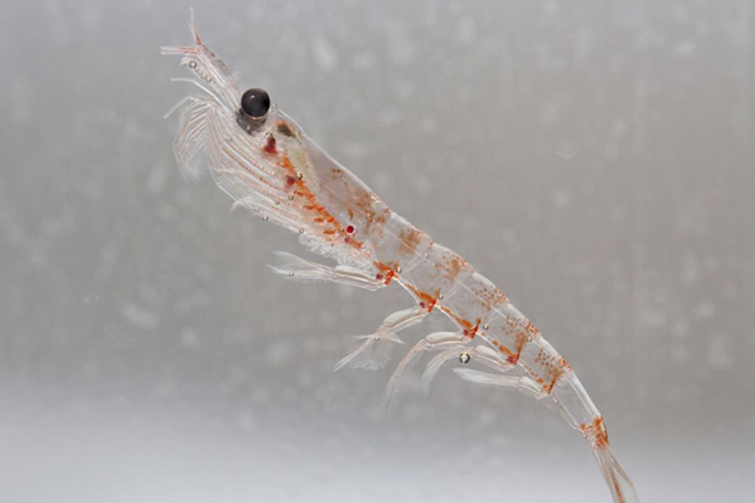 全球变暖对南极磷虾的影响有多大,人类捕食南极磷虾有多危害
