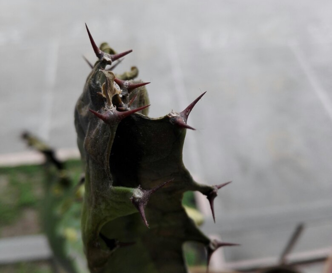 22种花耐旱耐热,天冷种花要注意什么