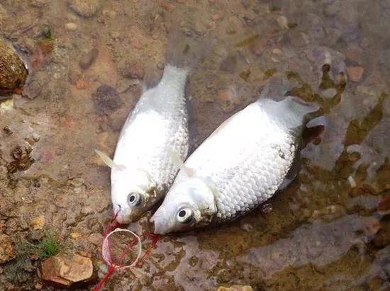 各类自制先进的钓鲫鱼爆炸钩,小爆炸钩钓大板鲫配料