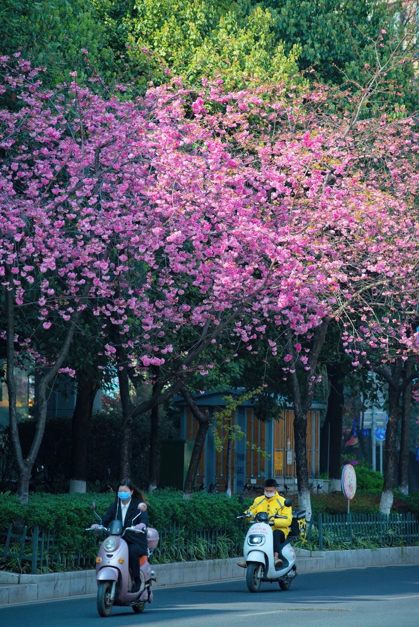 被大理丽江掩盖风头又怎样？它才是云南No.1！5月它太美了