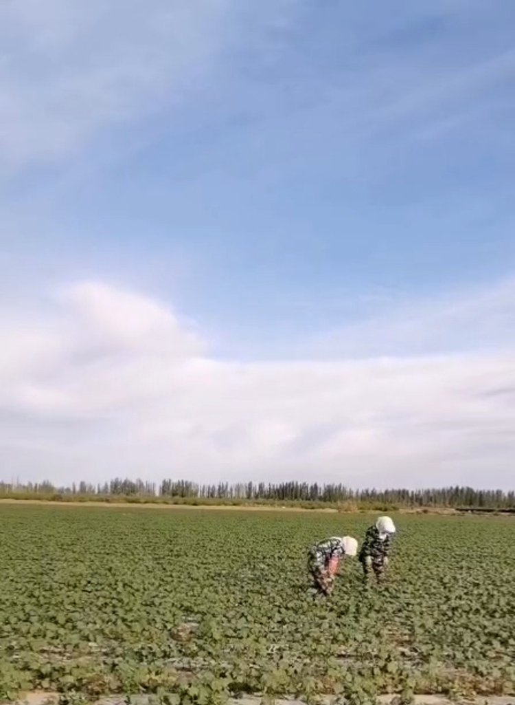 花开时节摘棉花,花开时节谁是采棉人