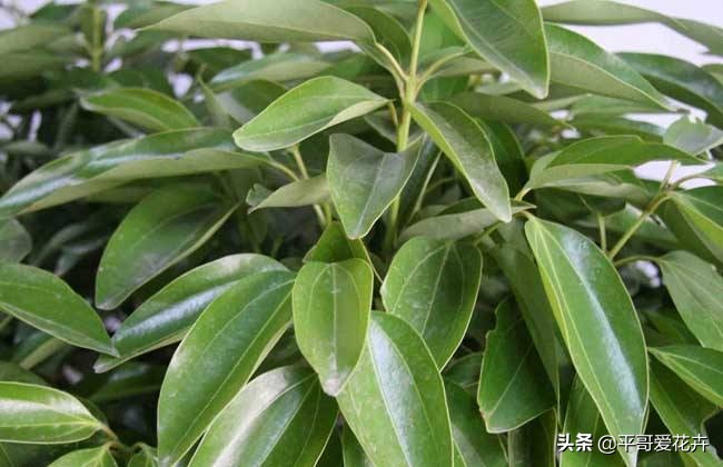 平安树叶子发干发黄怎么回事,平安树叶子一直发黄什么原因