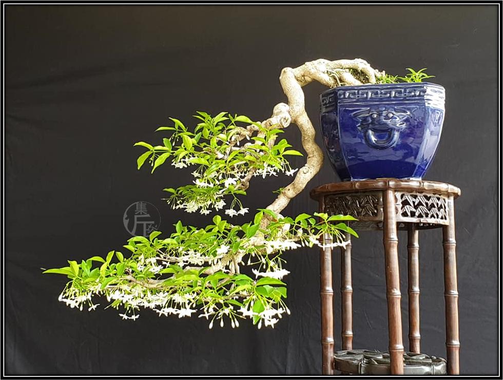 腊梅鸭脚木盆景图 (适合北方室内养的杂木类盆景)