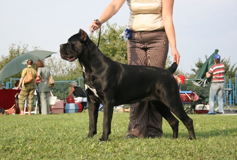 遇到恶狗攻击人如何自救,恶狗攻击人