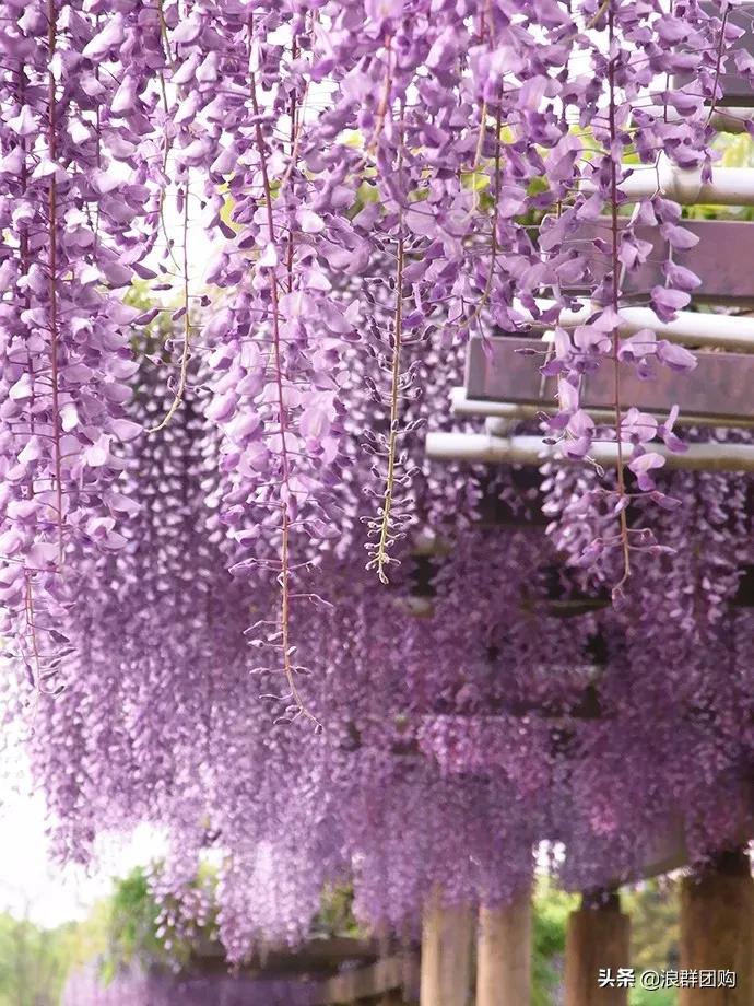 中式庭院藤类植物,枫树和紫藤