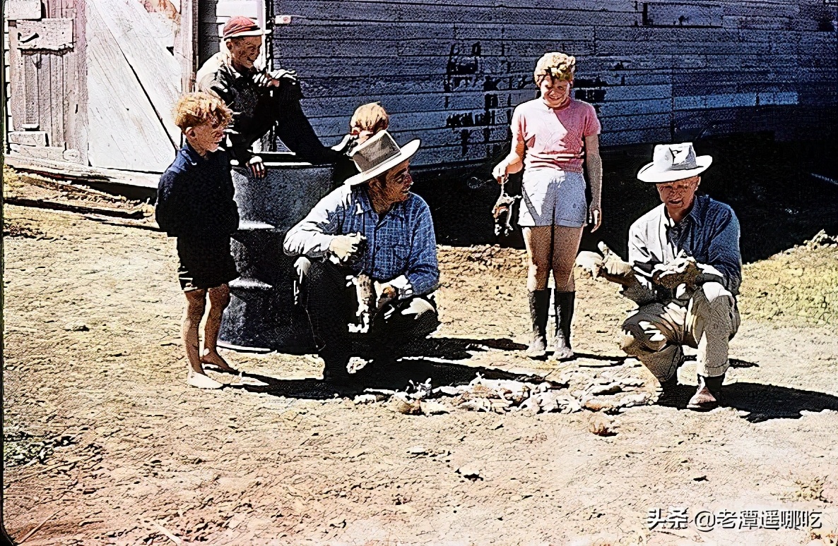 加拿大哪个城市老鼠最多,加拿大没有老鼠的地方