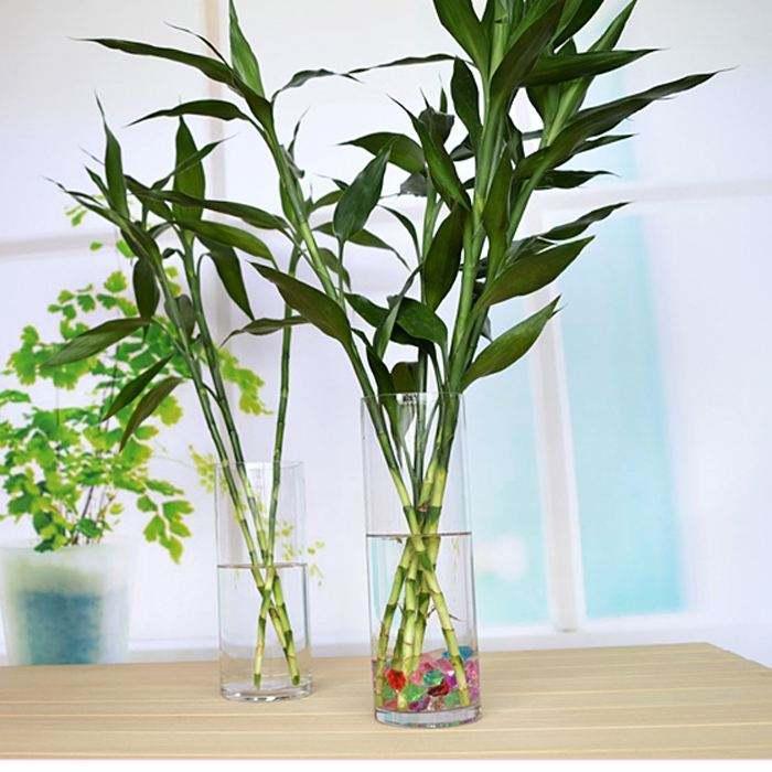 富贵竹黄叶了怎样补救不长根,富贵竹叶子没有生根发黄怎么办