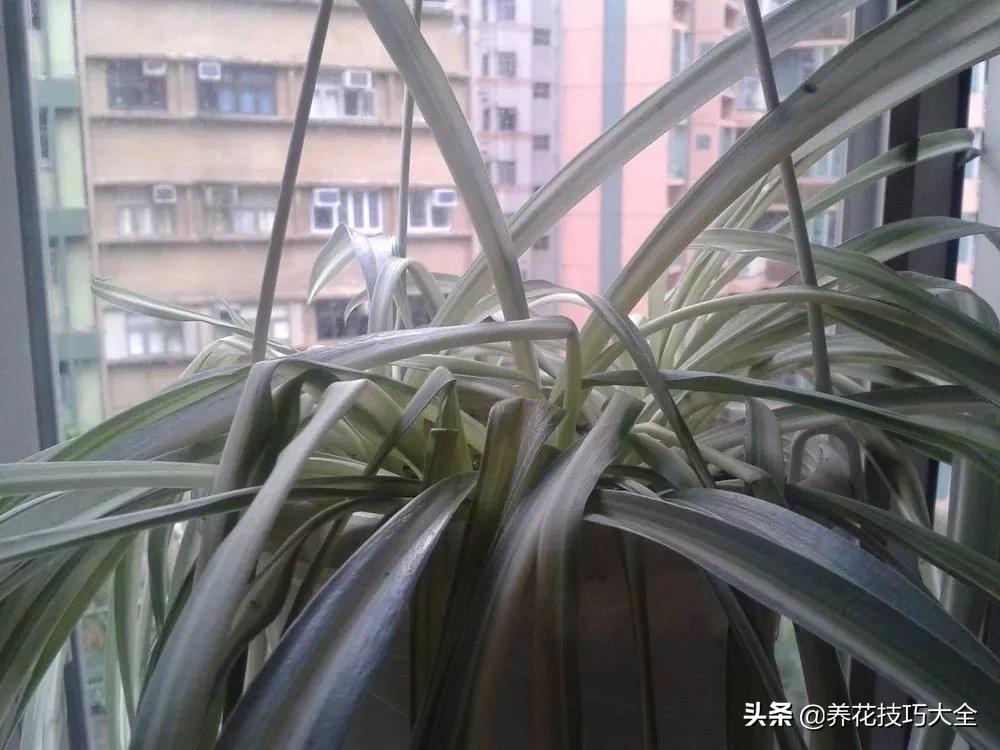 吊兰叶子干尖是怎么回事,千叶吊兰叶子干尖怎么回事