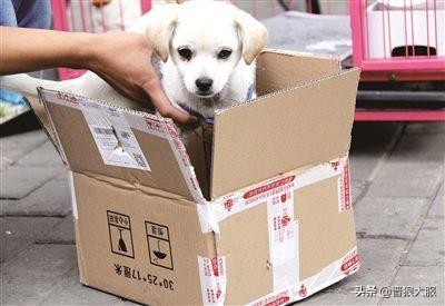 京东上买的宠物犬靠谱吗,网上一块钱的宠物犬真的靠谱吗