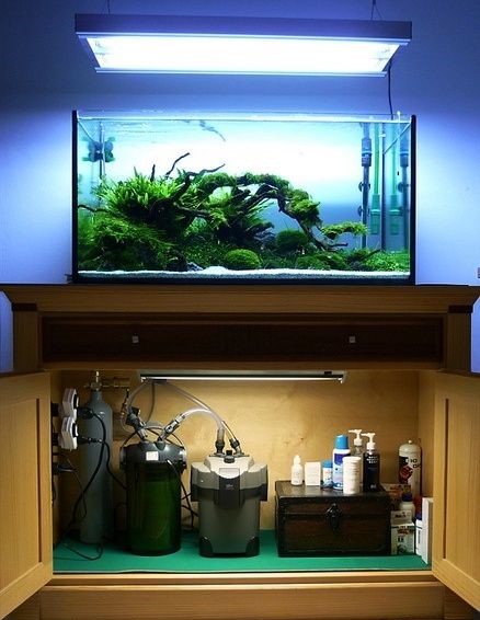 观赏鱼硝化细菌怎么控制,养观赏鱼怎样建立硝化系统