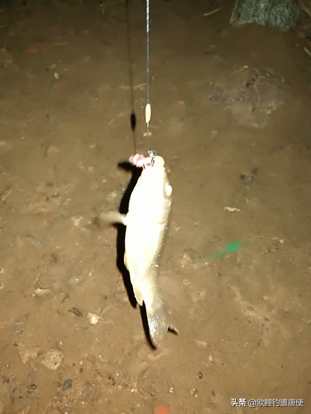 欧鲤钓各种钓组优势,话说欧鲤钓之铅坠篇