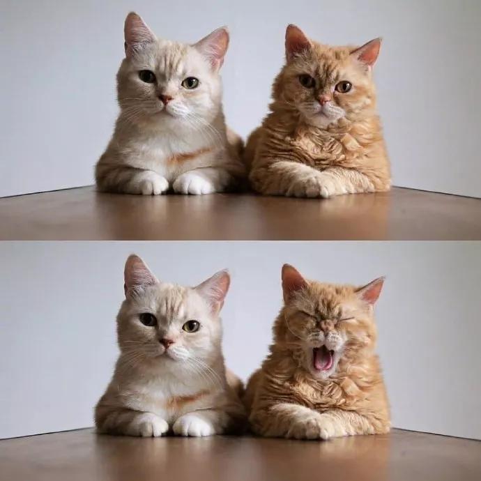 养猫女孩必备知识有哪些,分享养猫知识猫咪动画