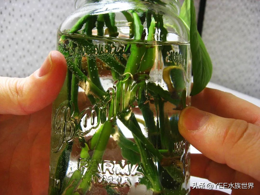 盆栽绿萝如何转水,绿萝如何转水