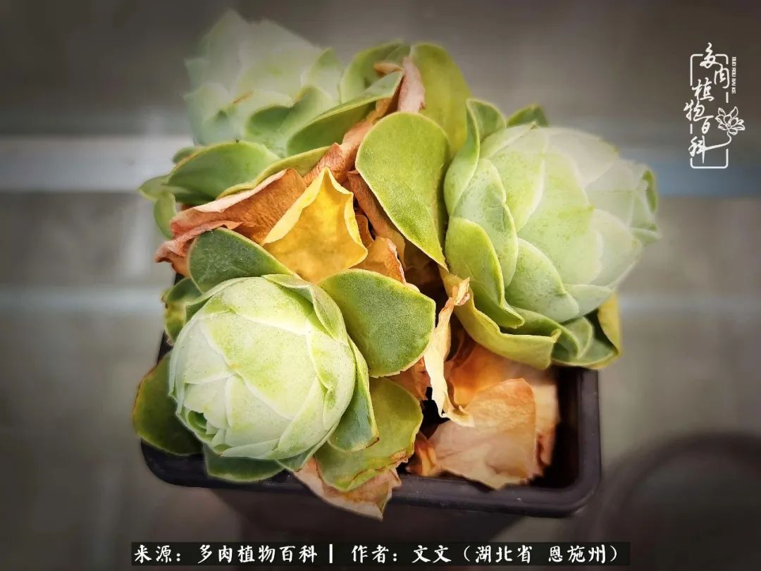 夏季多肉花园图片,初夏多肉花园