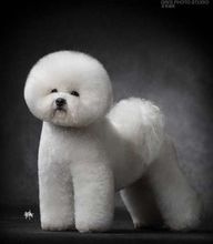 比熊犬的繁殖情况注意事项,比熊犬怎么繁殖一胎主要生几个