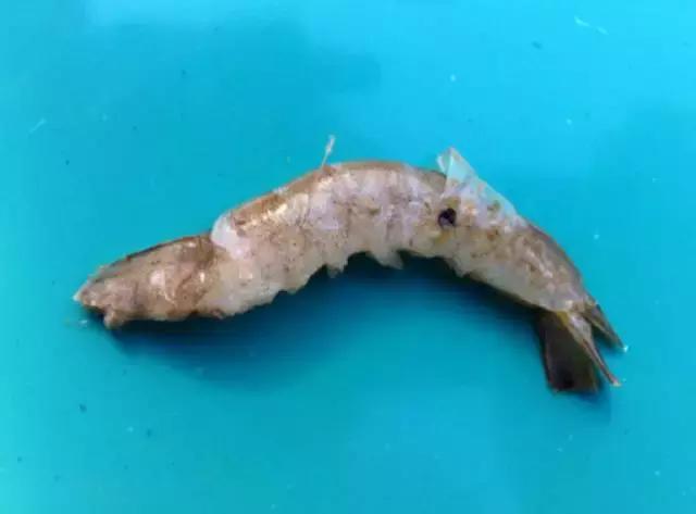 小棚虾养殖，对虾“蜕壳肉段”、黑鳃褐斑综合症，怎么办？