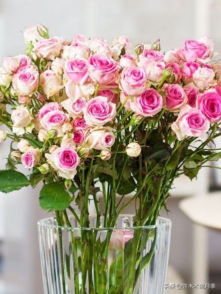 月季常见叶子问题,月季都有什么病怎么治