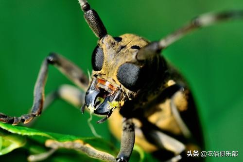 农村最常见的三种害虫,在农村有哪些害虫