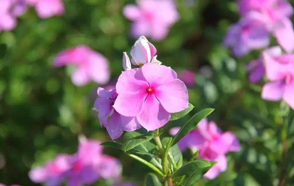 宝宝误食家里养的植物叶子,孩子误食有毒植物