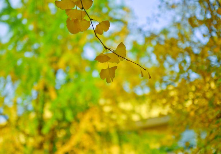 黄正华|客寄他乡两鬓秋,梦回少小一无忧(原创诗词十五首)