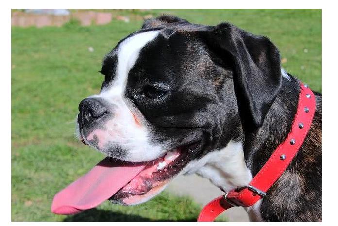 狗狗换牙期的护理,狗狗换牙期间怎么喂食