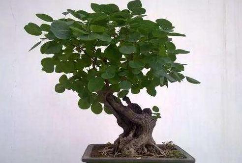 黄栌根腐病,黄栌枯萎病