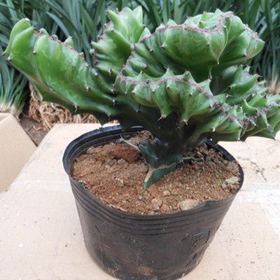 家养了一盆金钱树好看又招财,养在家里可以带来好运的花